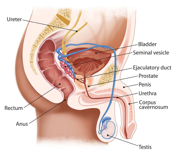 Prostate Cancer: Symptoms and Causes - Medical News Today