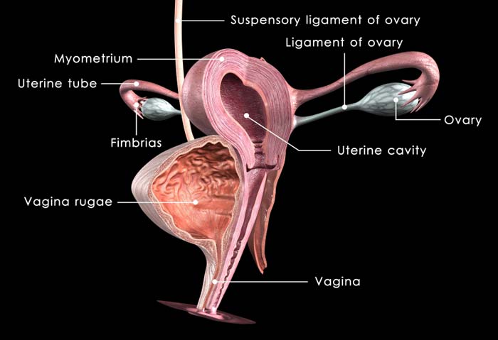 Doencas Benignas Do Sistema Genital Feminino Coggle Diagram Images
