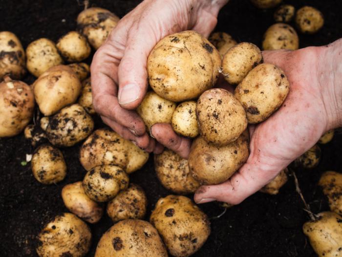 Potatoes and pregnancy a recipe for diabetes? Medical News Today