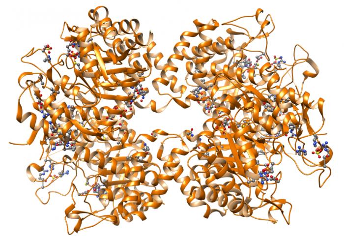 illustration of protein structure