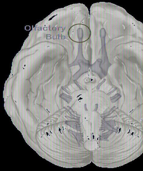 olfactory bulb diagram 