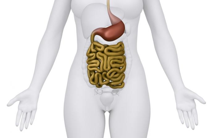 gut and stomach