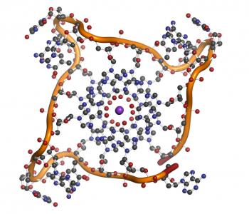 Diagram of human telomere.