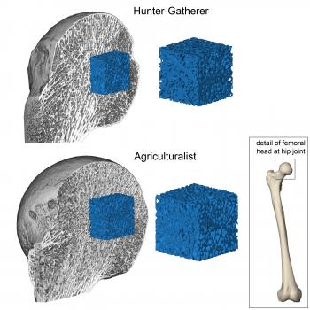 archeological bone mass comparison