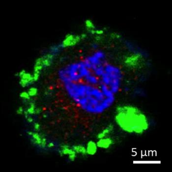 A reprogrammed rat cell