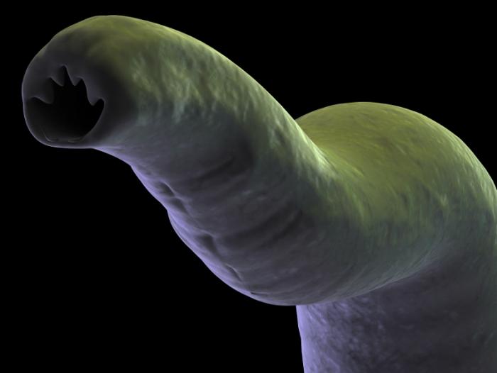 A hookworm