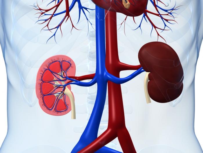 Cross section of the kidneys.