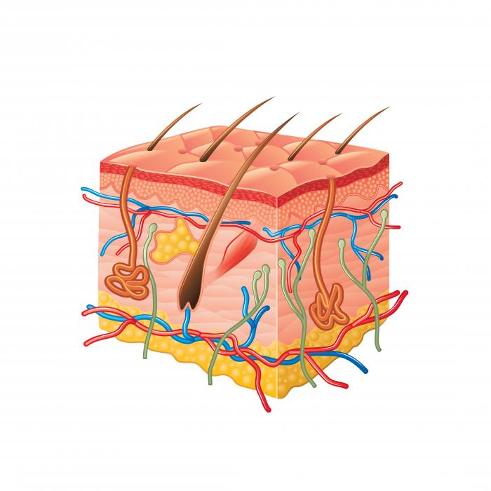 [DIAGRAM] A Labeled Diagram Of The Cross Section Of The Skin ...