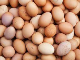 [block]One egg per day could reduce stunted growth